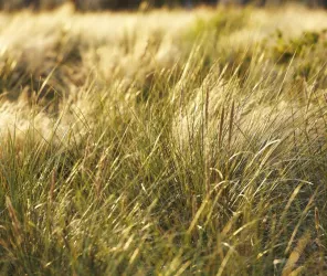 ©Alexandre Lamoureux