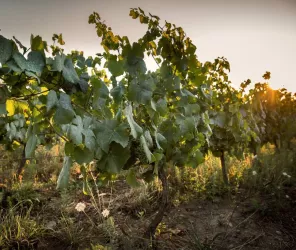 © Mélanie Chaigneau