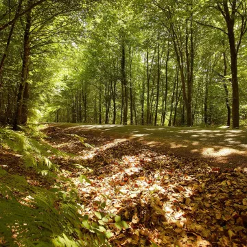 Wahnsinnig schöne Wälder!