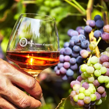 Wandern Sie auf den Straβen der Vendée und genieβen Sie die Weine der „Fiefs Vendéens“