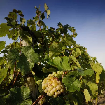 ‚Domaine aux Moines’: ein vollkommen weiblicher Weinberg!