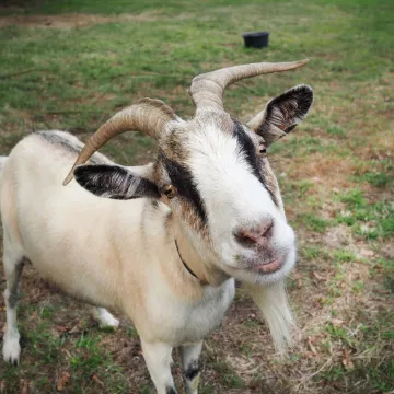 In den Stiefeln eines Landwirts!