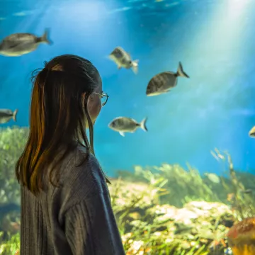 Winterausflug ans Meer, die sanfte Vendée 