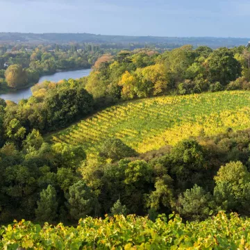 Besuchen Sie die Weinberge des Anjou-Saumur und entdecken Sie deren Kulturerbe!
