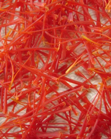 SAFRAN DE LA CÔTE DE JADE