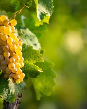 Grand Lieu communauté 