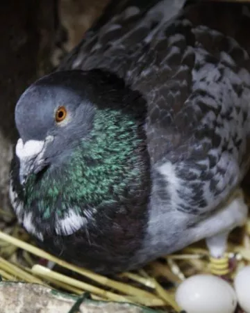 ®Les-pigeonneaux-du-stade