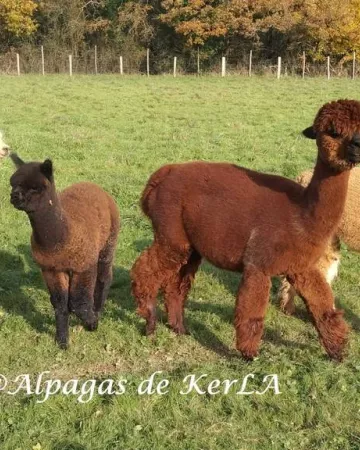 Alpagas de KerLA