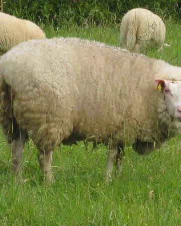 FERME DU MOUTON VERT