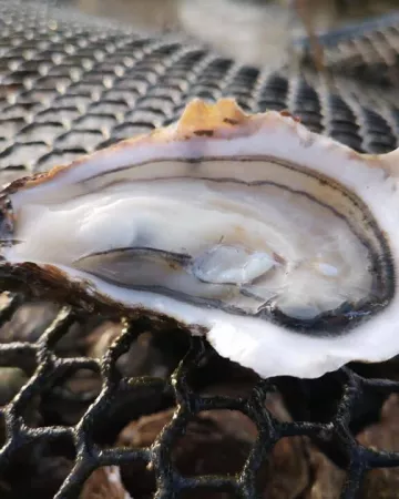 Viviers de la Guittière
