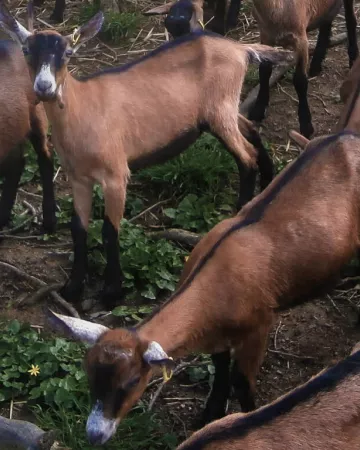 Fromagerie des Sources