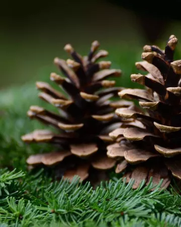 pixabay - congerdesign