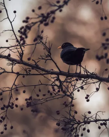 Brendan Rühli - Pexels