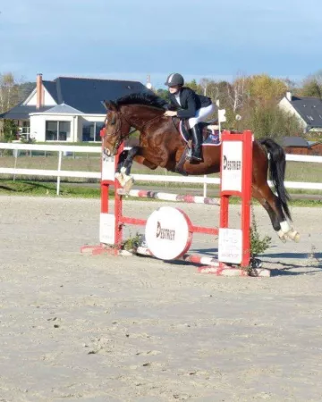 Espace équestre Angers