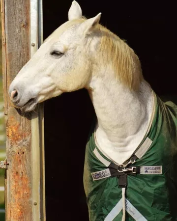 Libre de droits - Pixabay