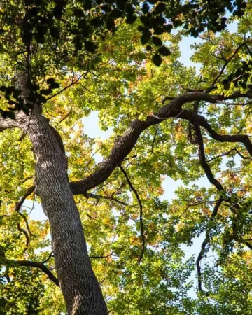 ©Jean-Philippe-BERLOSE-CEMJIKA