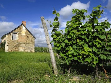 Le vignoble autour de Brissac-Quincé, paysage et cabanes de Vignes.