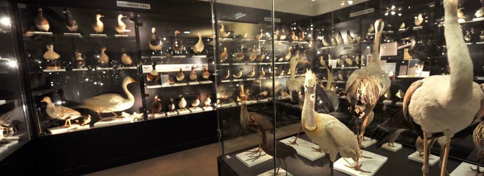 MUSEE ORNITHOLOGIQUE CHARLES PAYRAUDEAU