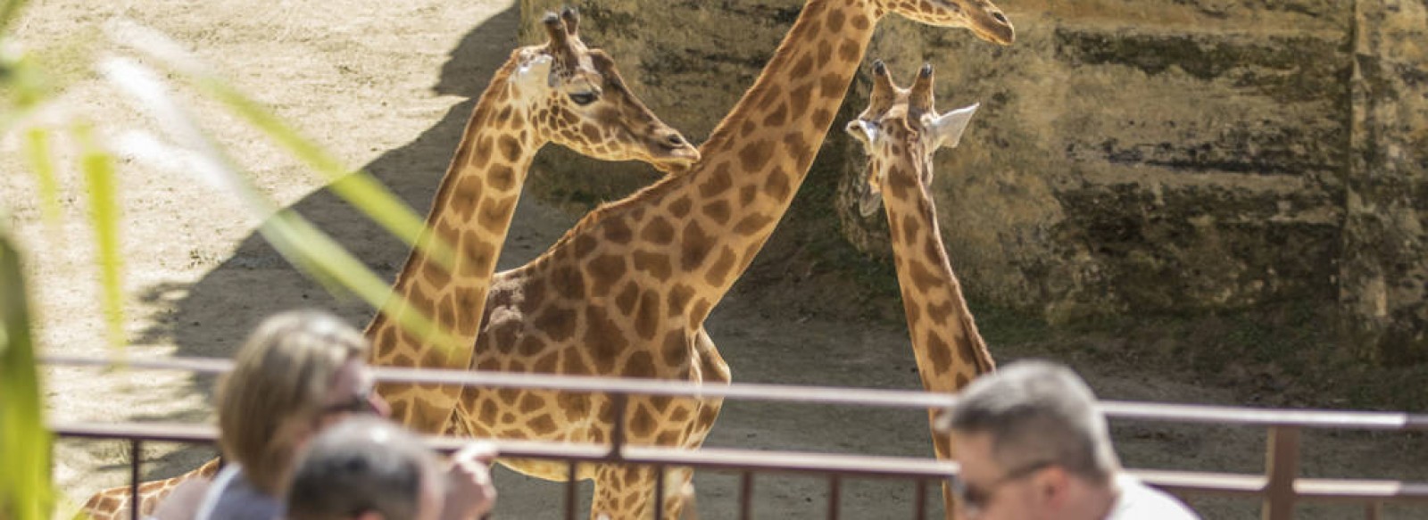 Le camp des girafes